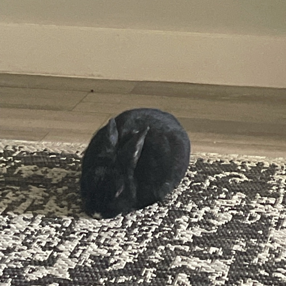 Meet your Posher, Hali